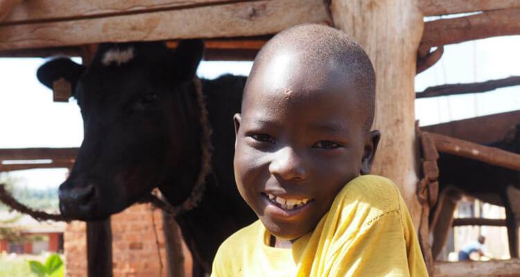 Child with cow